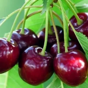 FFG Sweet Cherry Kashmiri